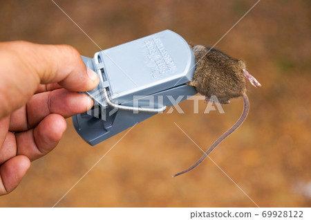 一隻老鼠被老鼠夾住了 69928122