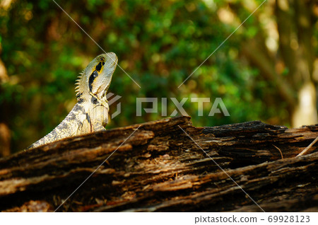 澳大利亞野生鬣蜥 69928123