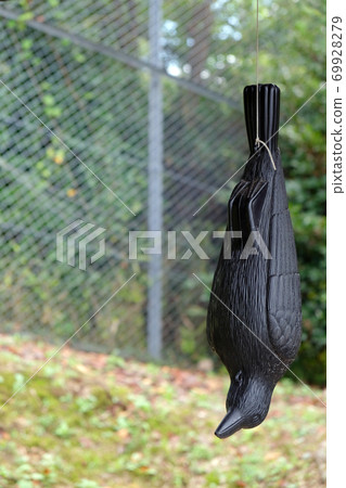Model of a crow hung to avoid crows Model of a crow hung to avoid crows 69928279