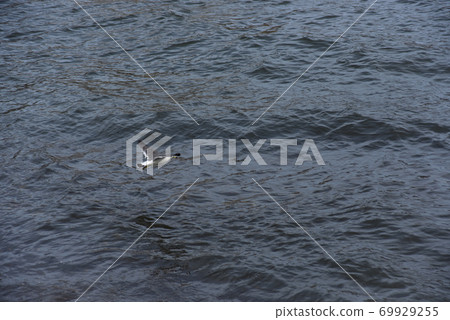 Waterfowl flying over the sea 69929255