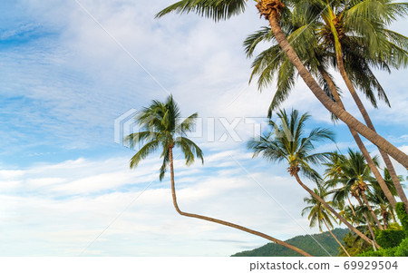 Tropical beach with coconut trees. Koh Samui, Thailand Tropical beach with coconut trees. Koh Samui, Thailand 69929504