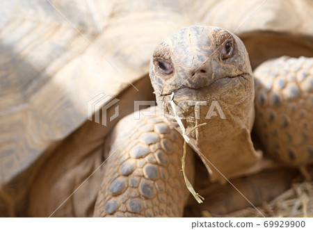 Eating galapagos turtle Eating galapagos turtle 69929900