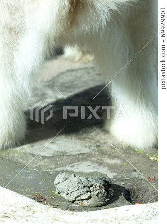 Polarbear pooing, selective focus Polarbear pooing, selective focus 69929901