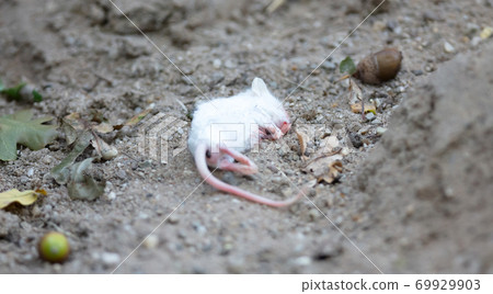 Single white dead mouse Single white dead mouse 69929903