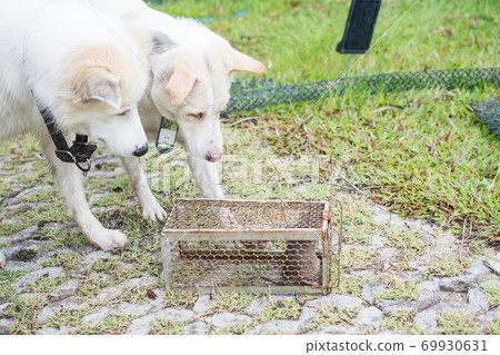 the dogs play a rat was in cage catching a rat. 69930631