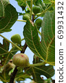 Ripe figs 69931432