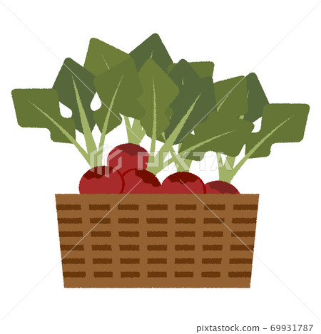 Hand-drawn illustration of radishes in a basket Hand-drawn illustration of radishes in a basket 69931787