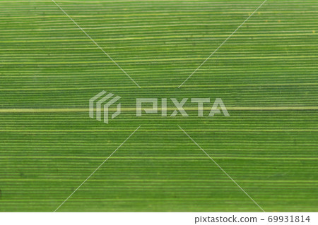 賀來竹葉脈 69931814