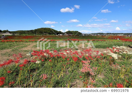 箭頭勝川的群集孤挺花 69931976