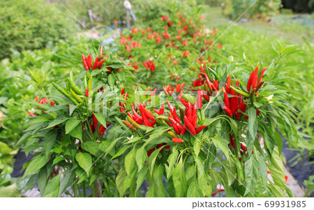 紅辣椒的種植 69931985