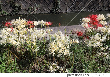 箭頭勝川的群集孤挺花 69931986