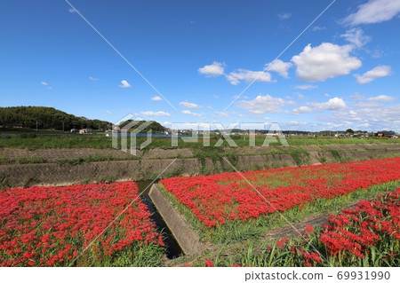 箭頭勝川的群集孤挺花 箭頭勝川的群集孤挺花 69931990