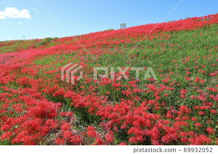 A cluster amaryllis of the arrow Katsukawa A cluster amaryllis of the arrow Katsukawa 69932052
