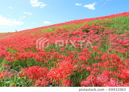 箭頭勝川的群集孤挺花 69932063