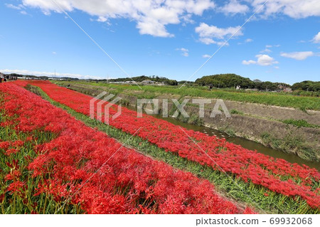 A cluster amaryllis of the arrow Katsukawa 69932068