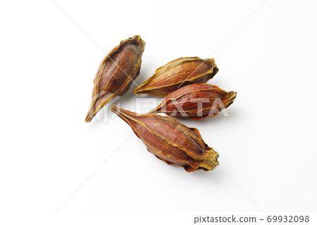 梔子果實 梔子果實 69932098