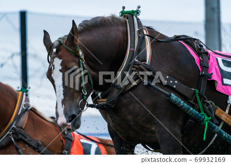 Night game Banei horse racing image Obihiro racecourse Night game Banei horse racing image Obihiro racecourse 69932169