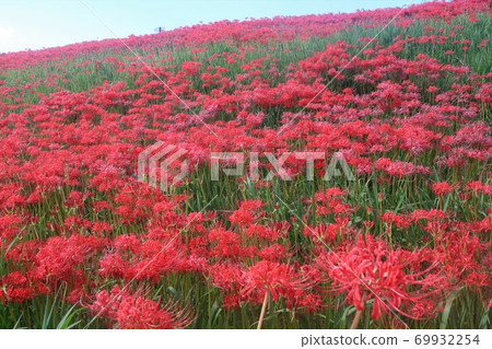 箭頭勝川的群集孤挺花 69932254