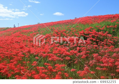 箭頭勝川的群集孤挺花 69932255