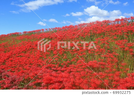 A cluster amaryllis of the arrow Katsukawa A cluster amaryllis of the arrow Katsukawa 69932275