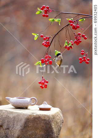 Copper tit and red berries 69932405