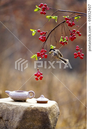 Copper tit and red berries Copper tit and red berries 69932407