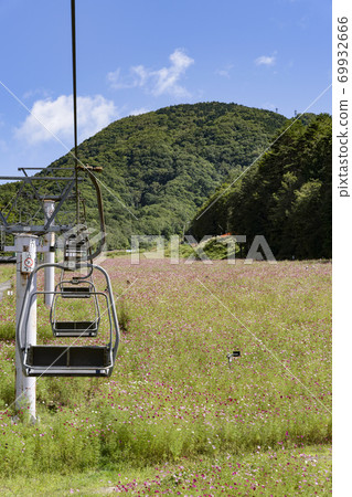 Cosmos blooming at the ski resort 69932666