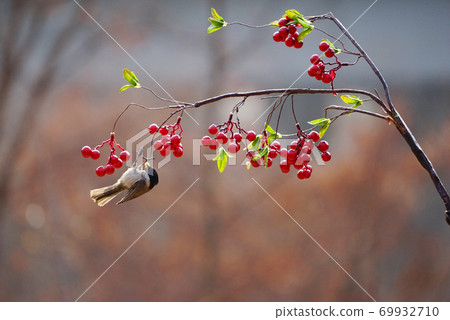 銅山雀和紅色漿果 69932710