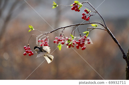 Copper tit and red berries Copper tit and red berries 69932711