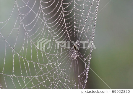 Spider's nest with water drops on Nanatsuishiyama Spider's nest with water drops on Nanatsuishiyama 69932830