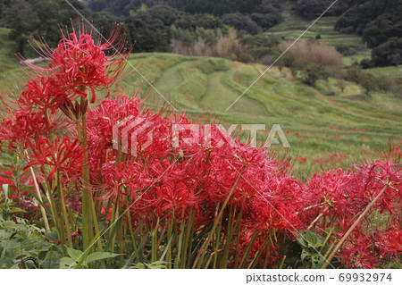 Cluster Flower of Oyama Senmaida Cluster Flower of Oyama Senmaida 69932974