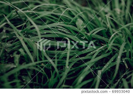 Juicy lush green grass on meadow with drops of water dew in spring summer outdoors close-up macro, panorama. Beautiful image of purity and freshness of nature Juicy lush green grass on meadow with drops of water dew in spring summer outdoors close-up macro, panorama. Beautiful image of purity and freshness of nature 69933040