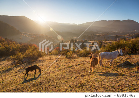 Horses graze near the mountain in the pasture in the autumn. Horses graze near the mountain in the pasture in the autumn. 69933462