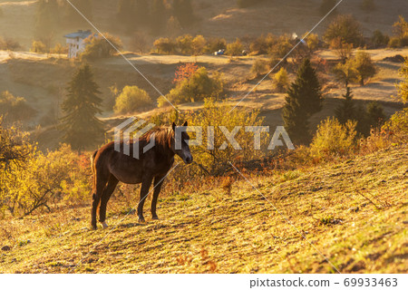 Horses graze near the mountain in the pasture in the autumn. 69933463