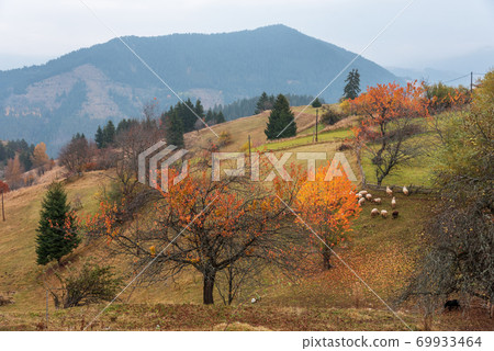 Flock of sheep in autumn nature. Flock of sheep in autumn nature. 69933464