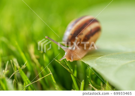 Beautiful lovely snail in grass with morning dew. Beautiful lovely snail in grass with morning dew. 69933465