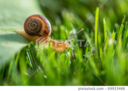 Beautiful lovely snail in grass with morning dew. 69933466