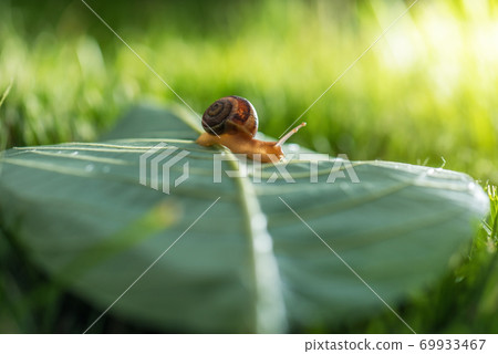 Beautiful lovely snail in grass with morning dew. Beautiful lovely snail in grass with morning dew. 69933467