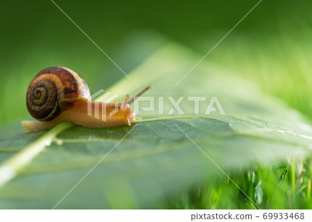 Beautiful lovely snail in grass with morning dew. Beautiful lovely snail in grass with morning dew. 69933468