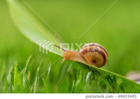 Beautiful lovely snail in grass with morning dew. Beautiful lovely snail in grass with morning dew. 69933493