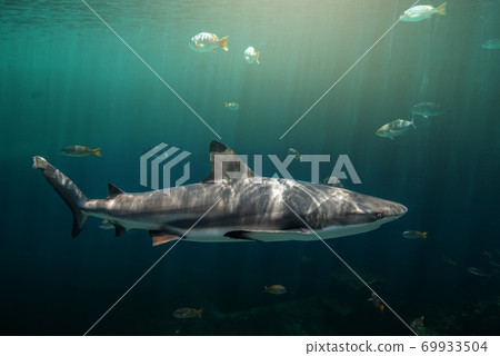 Blacktip reefs shark swimming. 69933504