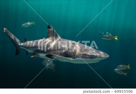 Blacktip reefs shark swimming. 69933506