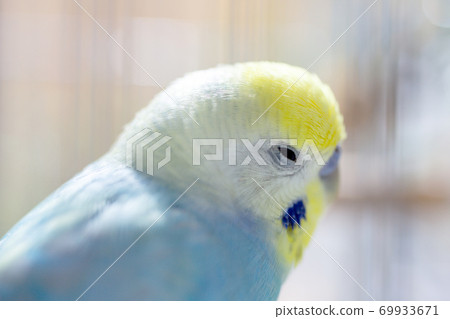 Budgerigar nap Budgerigar nap 69933671