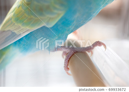 Budgerigar foot vs. toe foot Budgerigar foot vs. toe foot 69933672