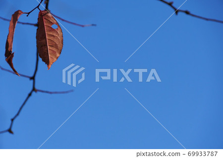 Dead leaves Dead leaves 69933787