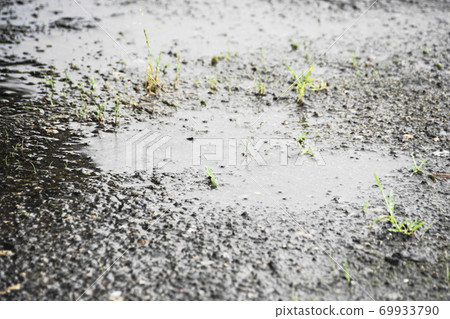 雨 雨 69933790