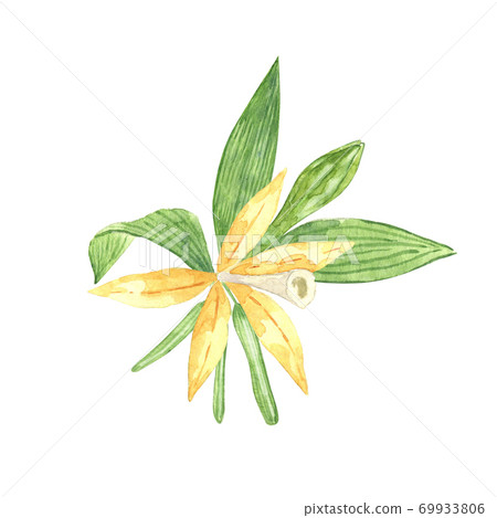 Watercolor vanilla flower with sticks and leaves Watercolor vanilla flower with sticks and leaves 69933806