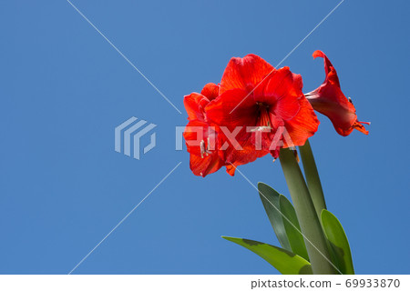 Red Amaryllis Flower under the blue sky Red Amaryllis Flower under the blue sky 69933870