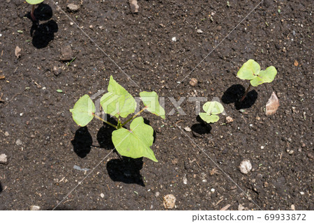 蕎麥芽領域 69933872