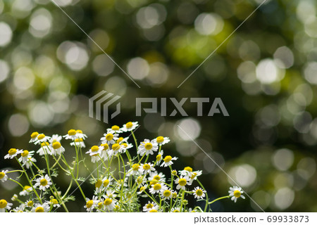 German chamomile flowers with glitter in the background 69933873